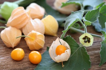 Ripe fruits and flower of Physalis peruviana on the table. Also known cape gooseberry, ground cherries or winter cherry. - obrazy, fototapety, plakaty
