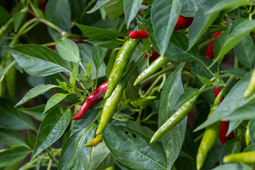 家庭菜園の唐辛子