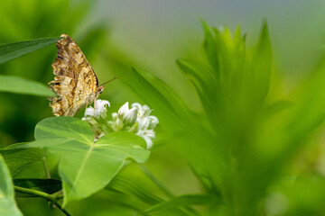 草原に咲く小さな花