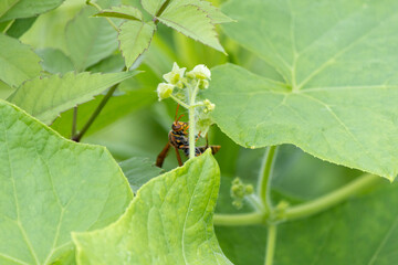 蜜を求めて飛び回るアシナガバチ