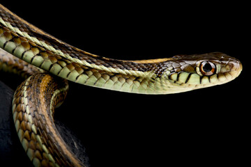 Atotonilco Garter Snake  (Thamnophis eques diluvialis)