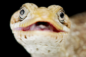 Texas Alligator Lizard (Gerrhonotus infernalis)