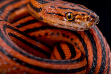Obraz premium Red-Black striped snake (Bothropthalmus lineatus)