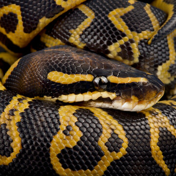 Ball python (Python regius)