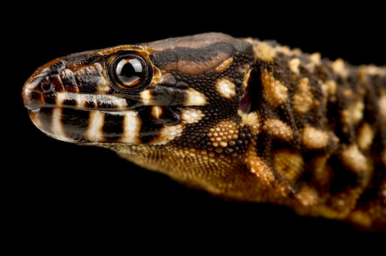 Xantusiidae Images – Browse 18 Stock Photos, Vectors, and Video | Adobe  Stock
