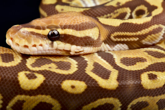 Ball python (Python regius)