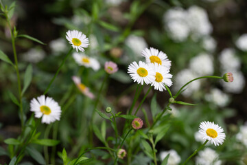 Fototapeta premium Matricaria recutita is a plant widely used for medicinal and cosmetic purposes. selective focus