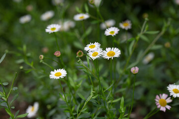 Matricaria recutita is a plant widely used for medicinal and cosmetic purposes. selective focus