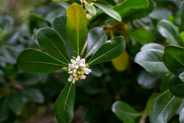 blossoms of ornamental plant, PITTOSPORUM TOBIRA small white flowers