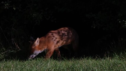 A wild vixen scavenges for food in the UK early morning sun