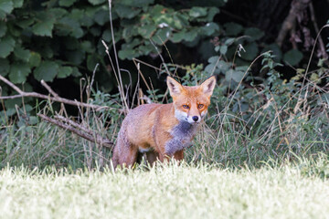 A wild vixen scavenges for food in the UK early morning sun