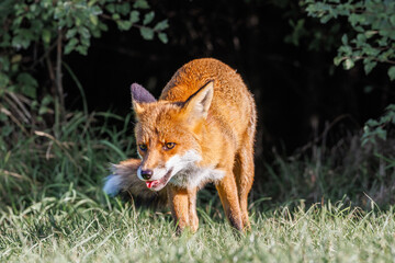 A wild vixen scavenges for food in the UK early morning sun