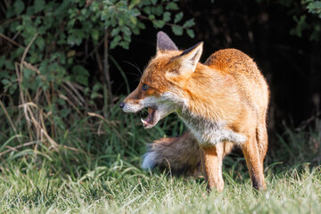 A wild vixen scavenges for food in the UK early morning sun