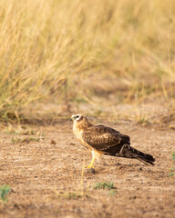Montagu or Montagus harrier or Circus pygargus closeup in winter migration at Blackbuck National Park Velavadar bhavnagar gujrat India asia