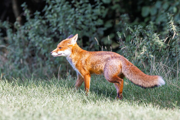 A wild vixen scavenges for food in the UK early morning sun