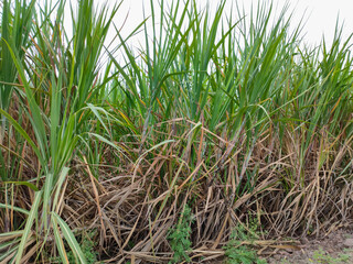 Landscape of sugar cane farm in countryside of India