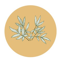 Branches Houseplant with white and green leaves in a circle hand drawn in a flat style
