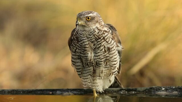 Two year old male Northern goshawk at a water point in summer with the first light of day in a Mediterranean forest