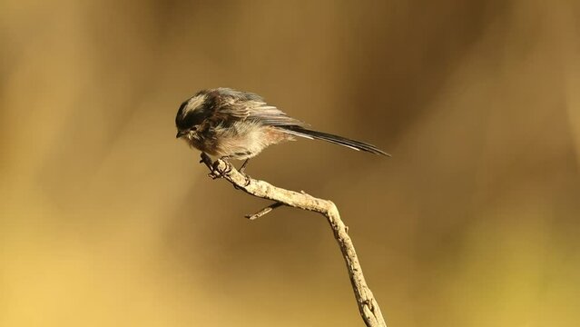 Long-tailed tit on an innkeeper with the first light of day in a Mediterranean forest