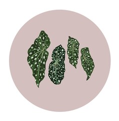 Leaves of begonia spotted (maculata) in circle in flat style