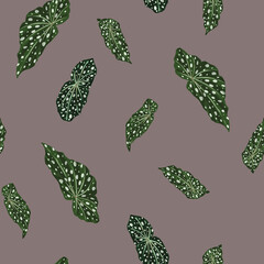 Spotted begonia (maculata) seamless pattern in flat style