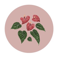 Flowers and leaves of Authurium in a circle in a flat style