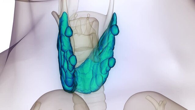 Human Body Glands Thyroid Gland Anatomy Animation Concept