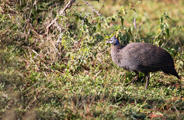 This hen receives many names such as the common guinea fowl, gray guinea fowl, guinea fowl or common guineafowl and also as lebanon hen, this type of hen lives in the African savannah.