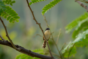 ashy prinia or ashy wren-warbler closeup or portrait in natural green background at forest of central india asia - Prinia socialis
