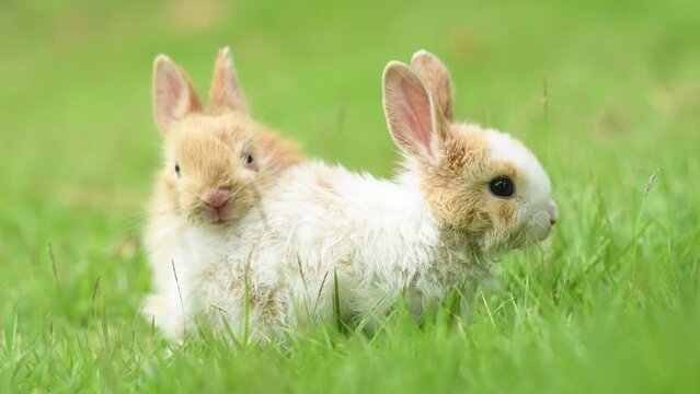 Little rabbits or baby rabbits on the green grass 