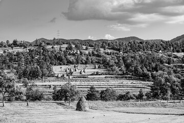Rural landscape of hay bales on a hill between green trees. Traditional Maramures countryside nature landscape in black and white