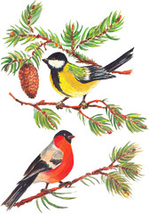 Watercolor colorful christmas card  with forest birds, cone and  branches tree.  With transparent layer.