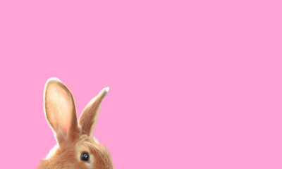 Rabbit ears on the pink background. Easter bunny ears background. Adorable baby rabbit. Cute and fluffy