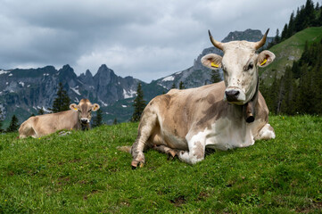 Fototapeta na wymiar Kuh im Alpstein