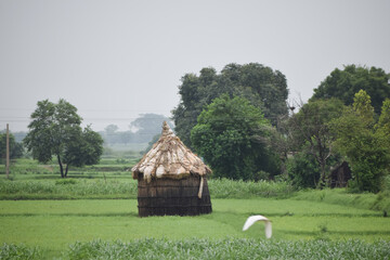 A hut in the middle of rice field