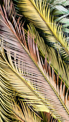 Background of tropical palm leaves. Top view, close-up, vertical frame