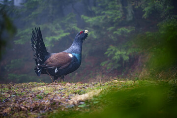 The western capercaillie is a heavy member of the grouse family and the largest of all extant grouse species - obrazy, fototapety, plakaty