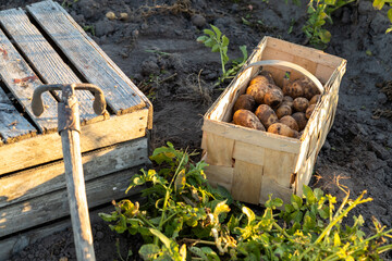 basket of potatoes from organic farm