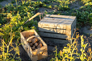 basket of potatoes from organic farm - obrazy, fototapety, plakaty