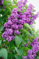 Spring branch of blooming lilac. Beautiful lilac flowers with selective focus. Purple lilac flower with blurred green leaves. A beautiful bunch of lilac