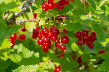 Red currant. A ripe branch of red currant in the garden