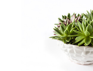 Ceramic white flower pot with Echeveria  succulents isolated on white background