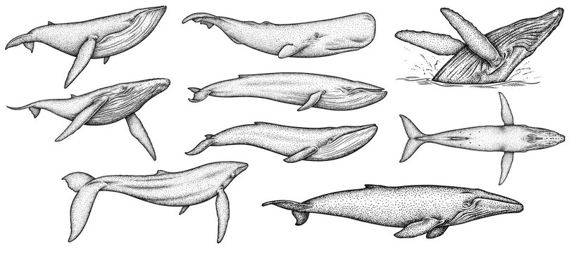 Vintage engrave isolated blue whale set illustration humpback ink sketch. Wild cachalot background line giant dolphin art