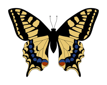 Papilio machaon. Hand drawn vector illustration. Colorful butterfly.