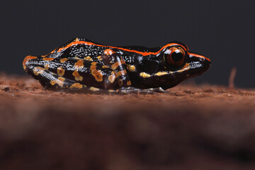 A portrait of a Striped Stream Frog
