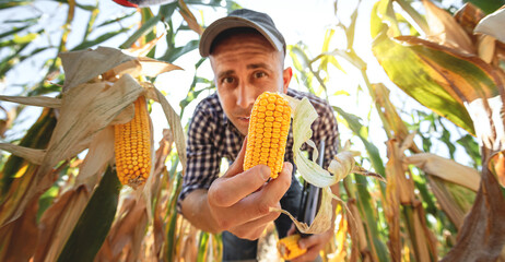 A young agronomist inspects the quality of the corn crop on agricultural land. Farmer in a corn field on a hot sunny day