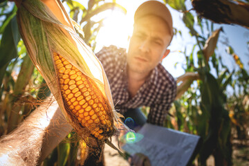 A young agronomist inspects the quality of the corn crop on agricultural land. Farmer in a corn field on a hot sunny day