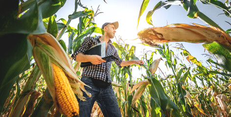 A young agronomist inspects the quality of the corn crop on agricultural land. Farmer in a corn...