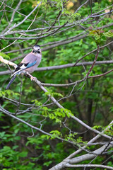 Songbirds in winter near feeders - Eurasian jay.  Bird foraging and gathering grass for a nest