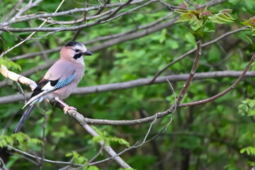 Songbirds in winter near feeders - Eurasian jay.  Bird foraging and gathering grass for a nest